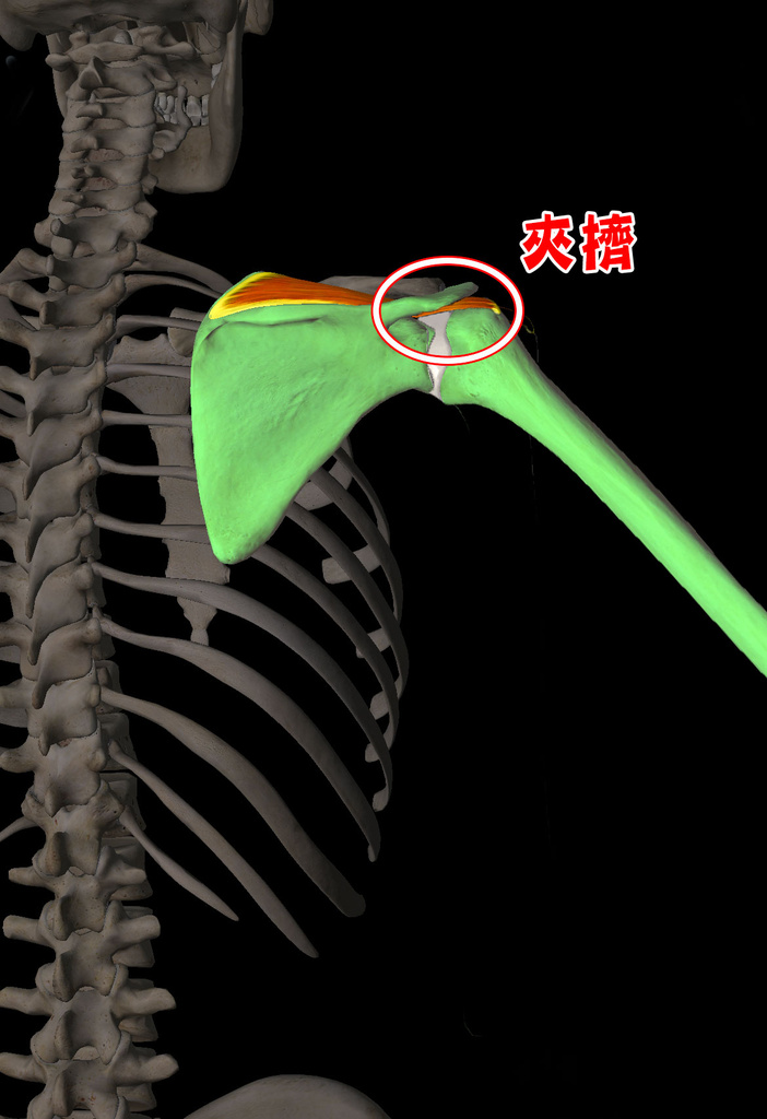 肩夾擠症候群_圖10.jpg