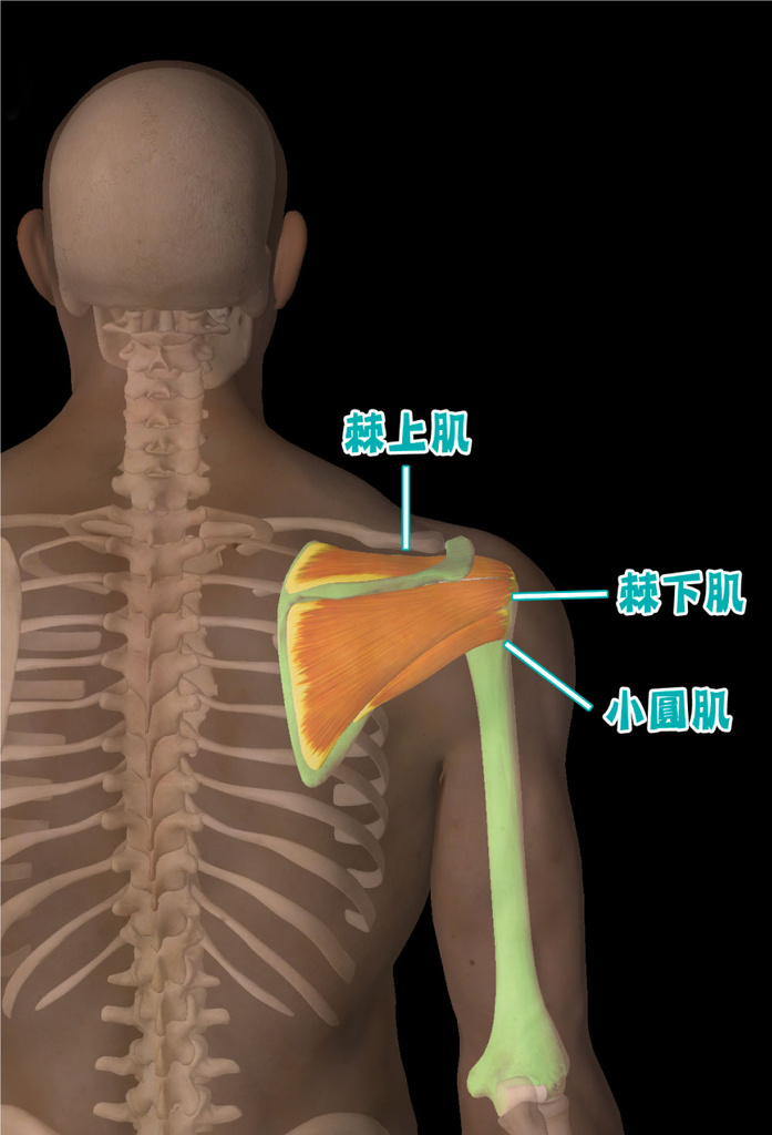 肩夾擠症候群_圖2.jpg