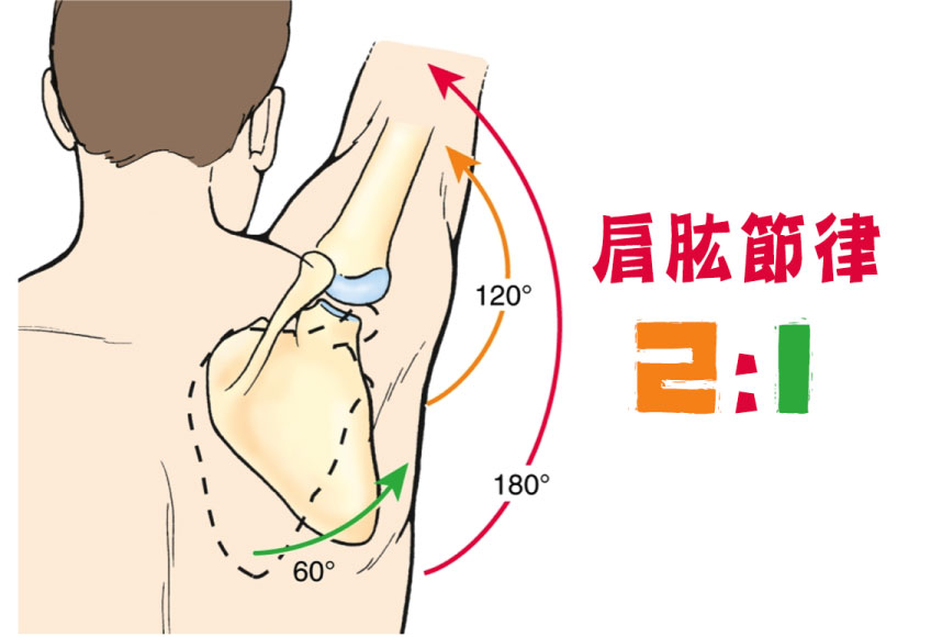 肩夾擠症候群_圖8.jpg