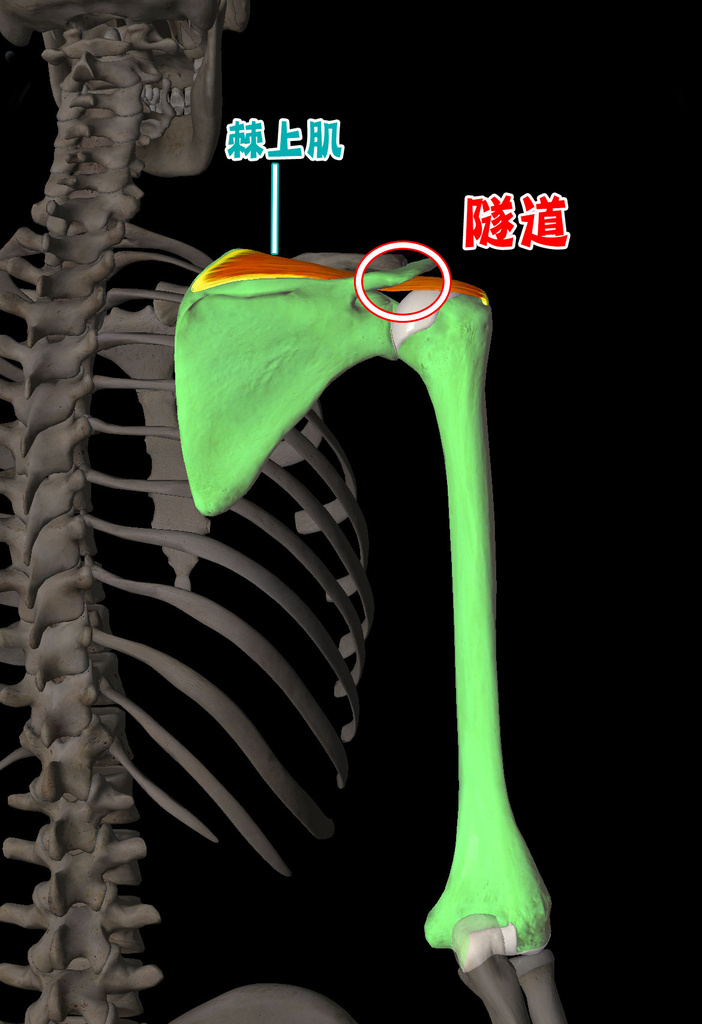 肩夾擠症候群_圖9.jpg