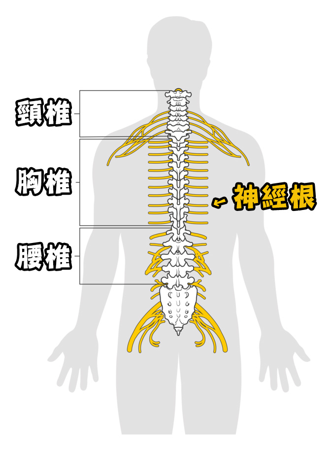 骨刺_圖22.jpg