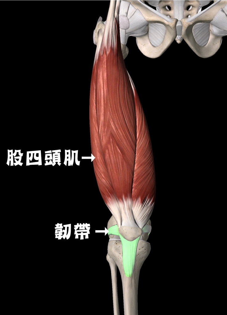 髕骨外翻_圖11.jpg