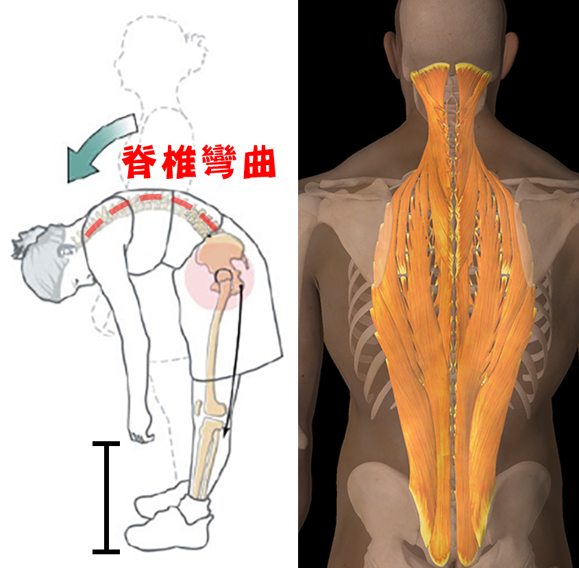 髖屈代替腰彎_圖7.jpg