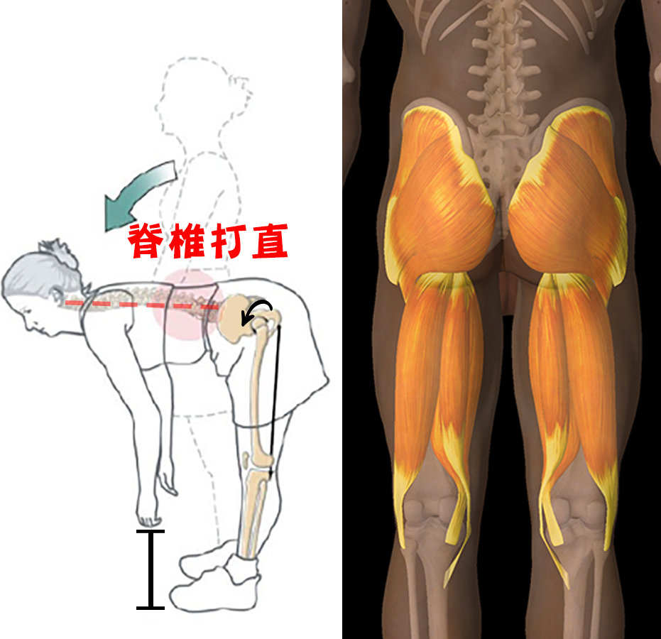 髖屈代替腰彎_圖8.jpg